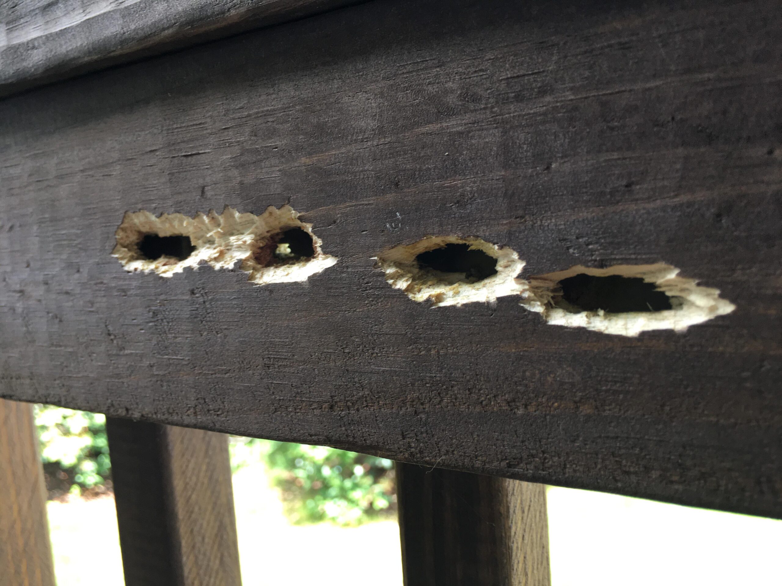 Blog, carpenter bee nest