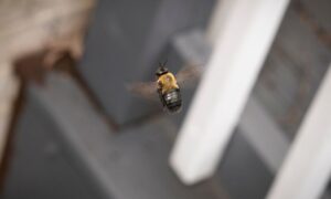 How to Deal with Carpenter Bees