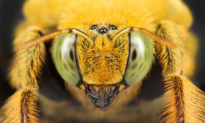 carpenter bees in house