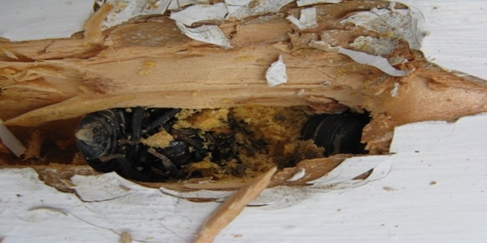 How to Deal with Carpenter Bees, Blog