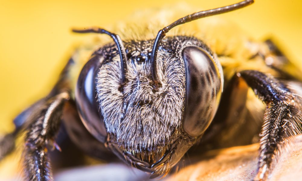 carpenter bee in house in wood