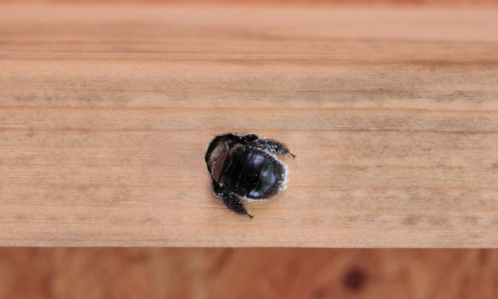 Carpenter Bees in house