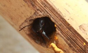 Carpenter Bee Nest