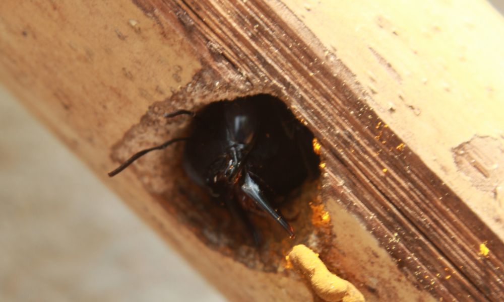 Carpenter Bee Nest: Understanding and Managing These Insects