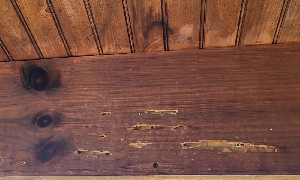 trap carpenter bees
