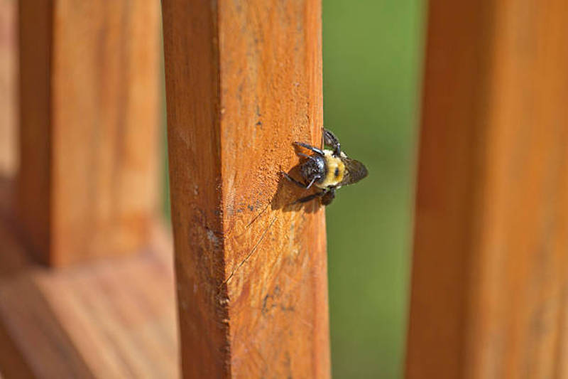 Carpenter Bees, carpenter bee nest, How to Deal with Carpenter Bees