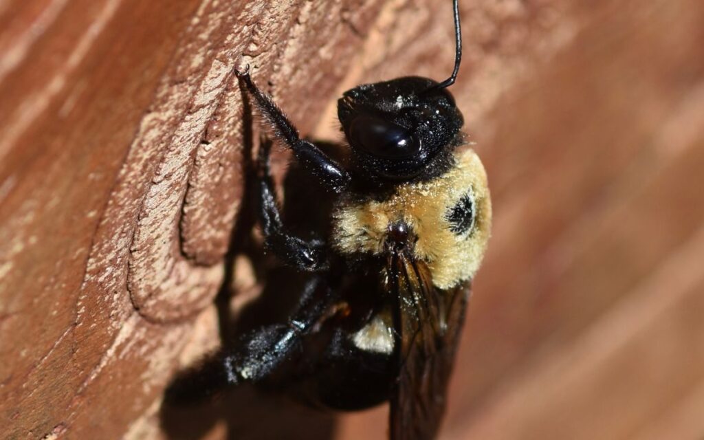 carpenter bee traps