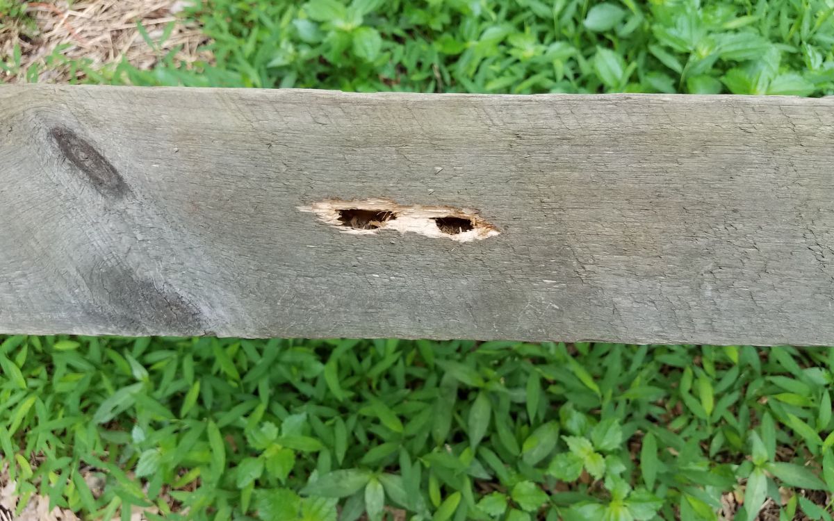 carpenter bee holes, carpenter bee hole, carpenter bee trap, carpenter bee traps bees damage