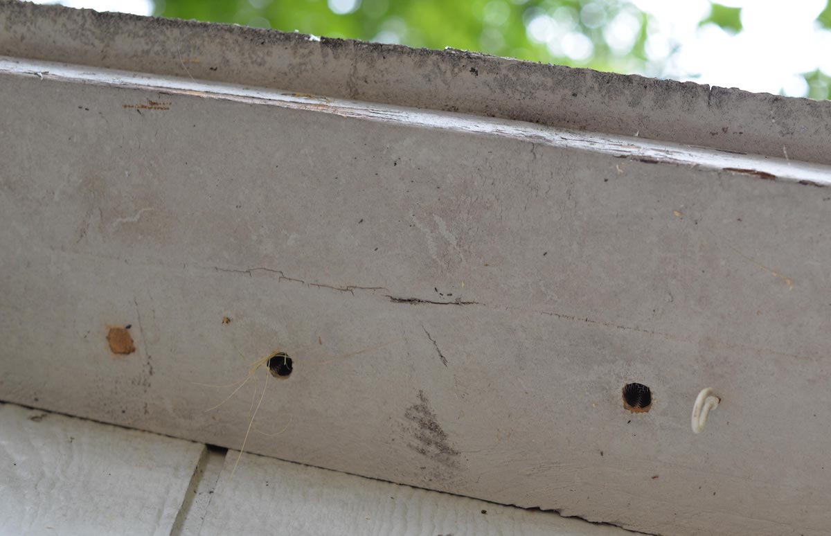 carpenter bee spray for holes, best bee traps designed by twi brothers Jack and Larry Crouch, wood boring bee traps