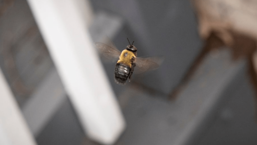 How to Deal with Carpenter Bees, carpenter bee damage images