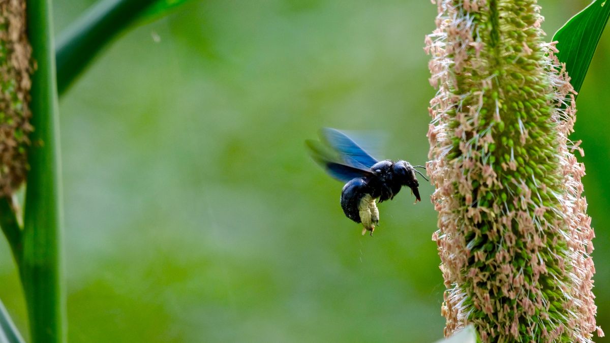carpenter bees damage
