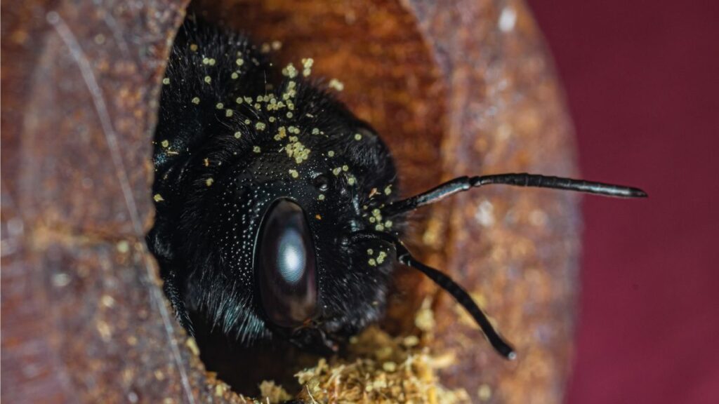 deterrent for carpenter bees carpenter bee deterrent, termite traps and carpenter bee prevention