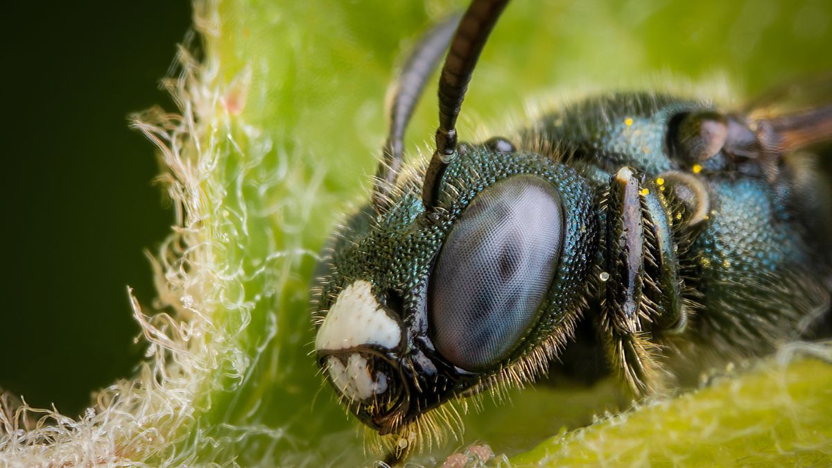 carpenter bees damage