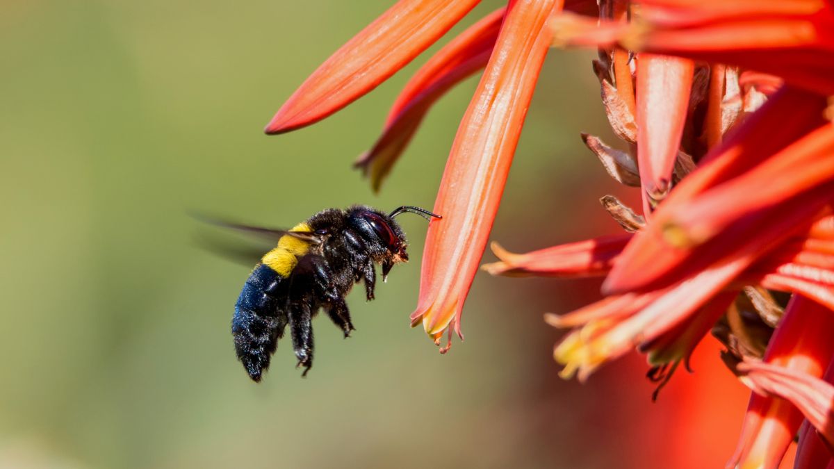 wood bee