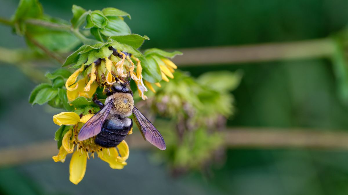 carpenter bee