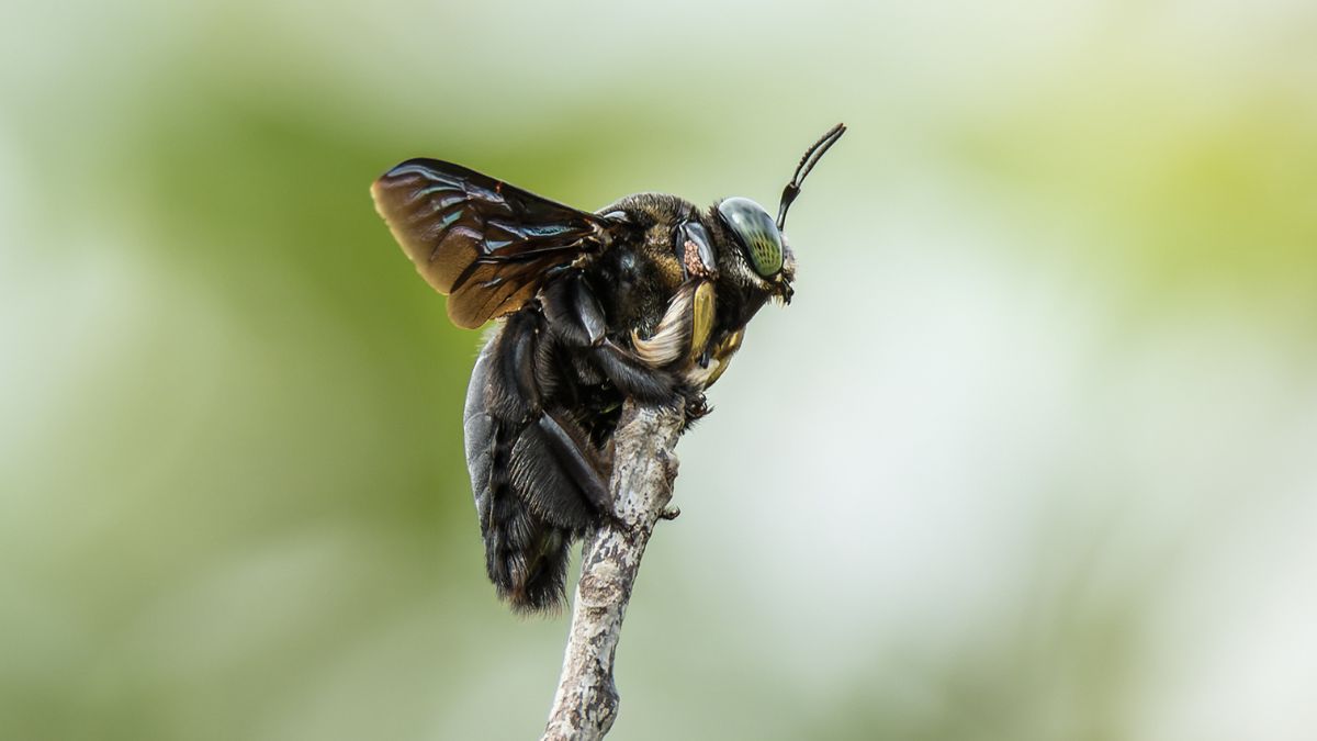 deterrent for carpenter bees carpenter bee deterrent