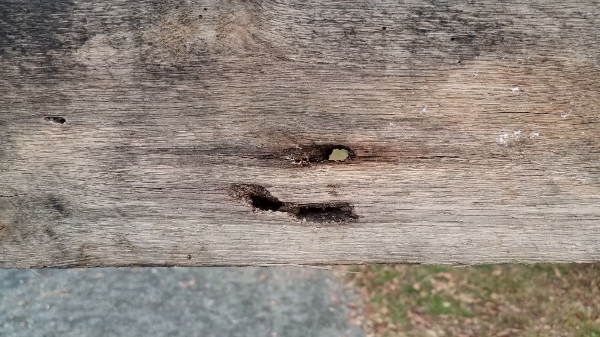 carpenter bees damage