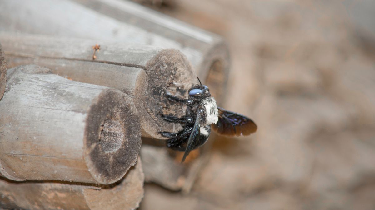 carpenter bee spray