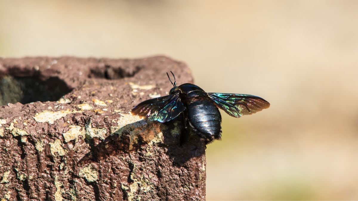 carpenter bee sprays