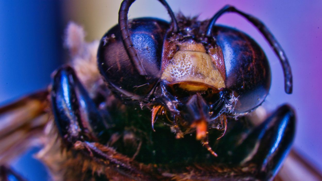 kill carpenter bee bees killer